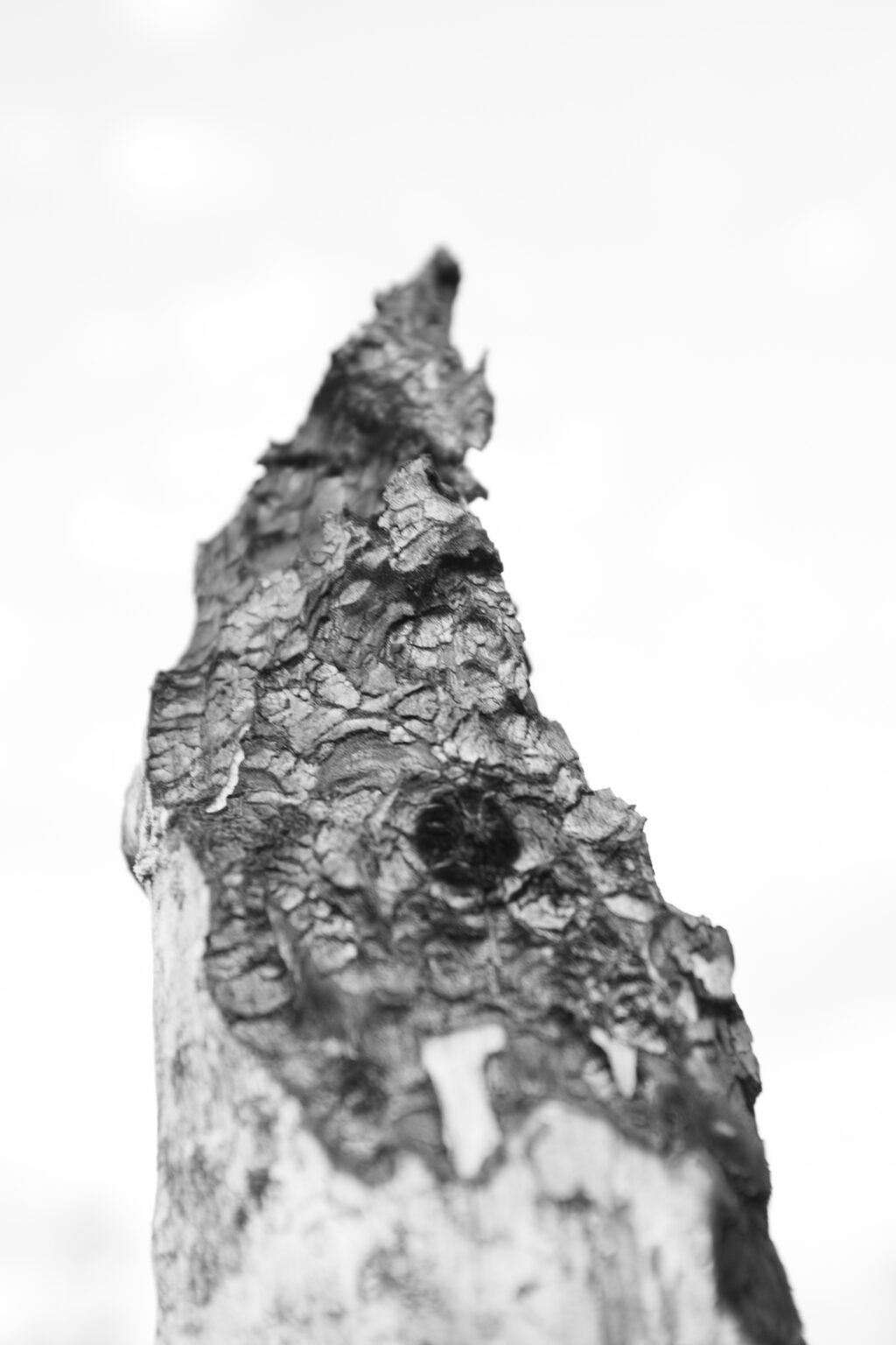 DSCF8802